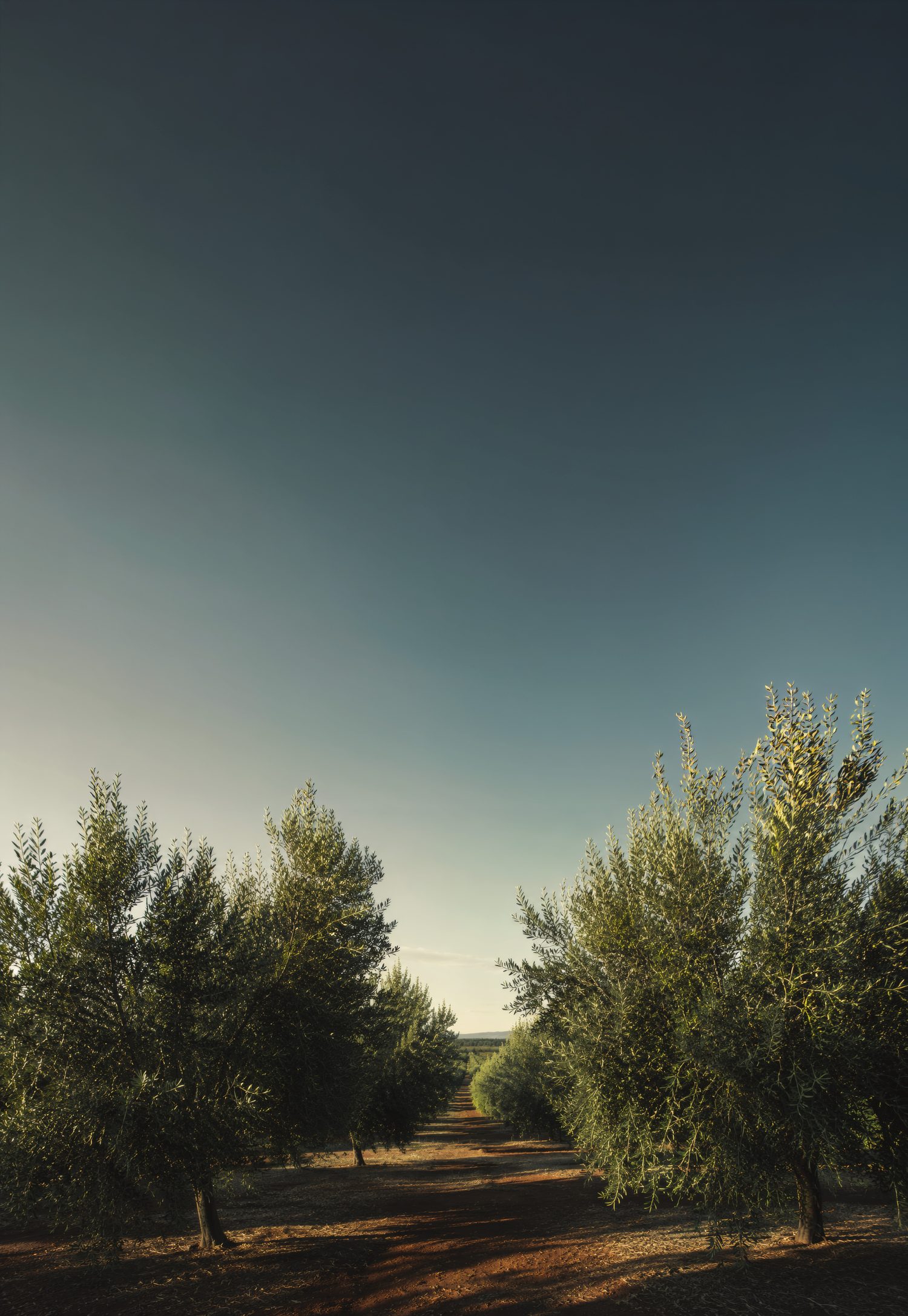 Olive grove at dusk