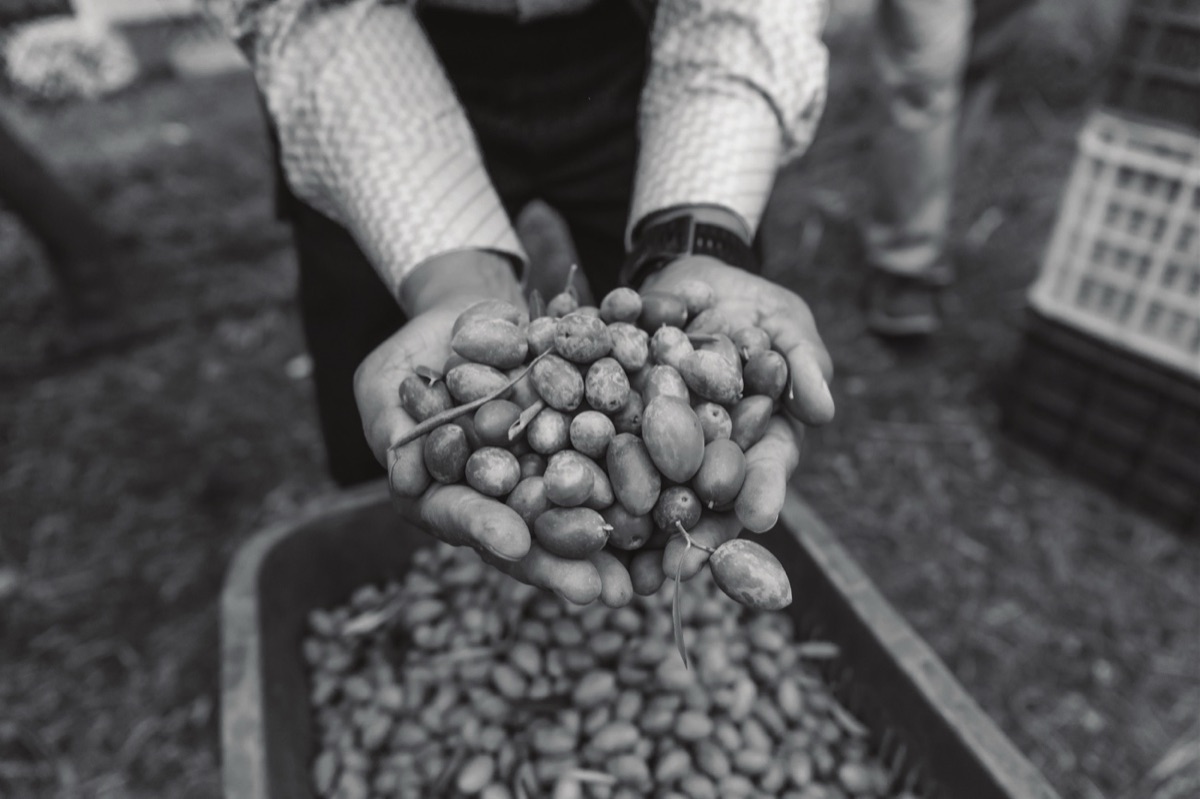 Freshly harvested olives cradled in two hands