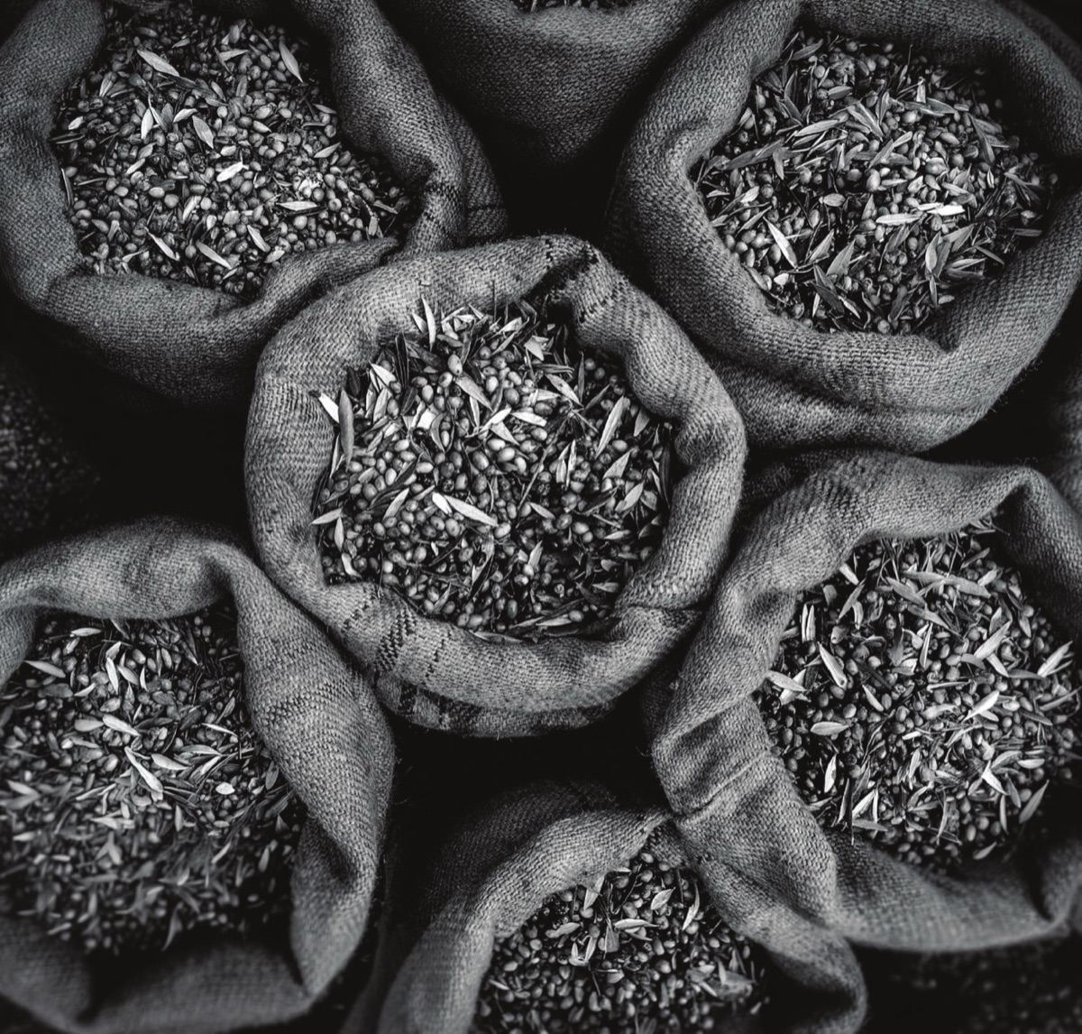 Cured olives in burlap sacks
